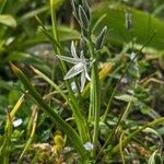 Ornithogalum nutans Агульны выгляд