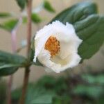 Stewartia monadelpha फूल