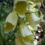 Digitalis grandiflora 花