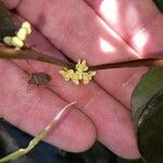 Paullinia pinnata Λουλούδι