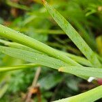 Hesperantha coccinea 葉