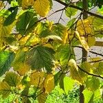 Karpatiosorbus latifoliaBlatt