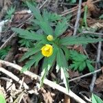Anemone ranunculoides Folha
