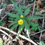 Anemone ranunculoides Leaf