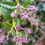 Ceanothus thyrsiflorus 花