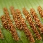 Asplenium africanum Leaf