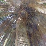 Phoenix canariensis Кара