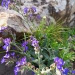 Anchusa undulata Habitus