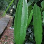 Cinnamomum iners Leaf