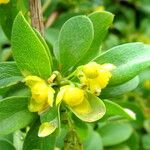 Berberis virescens