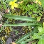 Anacamptis papilionacea Hoja