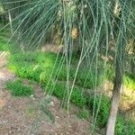 Casuarina cunninghamiana 葉