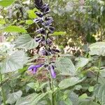 Salvia tiliifoliaFlor