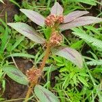 Euphorbia hirta Цвят