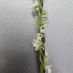 Spiranthes aestivalis Flower