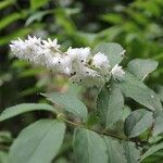 Deutzia gracilis Други