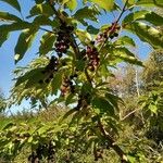Prunus virginiana Vrucht