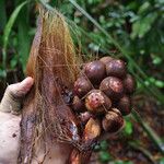 Sclerosperma mannii Frucht