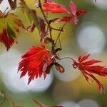 Acer japonicum 葉