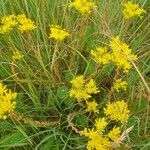 Petrosedum rupestreFlower