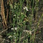 Trachyspermum ammi Habit