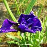 Iris pumila Kwiat