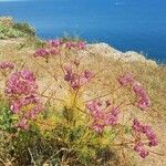 Prangos ferulacea Цветок
