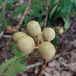 Dimocarpus longan Gyümölcs