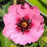 Potentilla nepalensis Flor