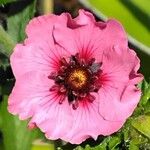 Potentilla nepalensis Flower