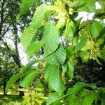 Carpinus betulus পাতা