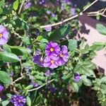 Solanum laciniatum Кветка