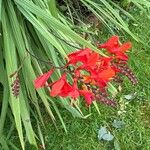 Crocosmia x crocosmiiflora Flor