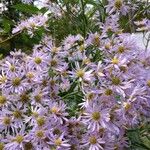 Aster tataricus Blomma