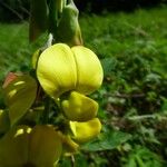 Crotalaria retusa Flor