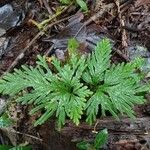 Selaginella flabellata Yaprak
