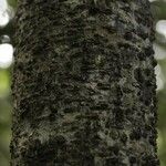 Licania densiflora Bark