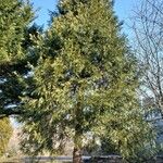 Calocedrus decurrens Tervik taim
