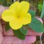 Reinwardtia indica Flower