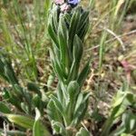 Cynoglossum creticum Лист