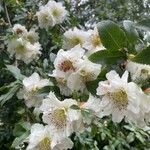 Eucryphia cordifolia Fiore