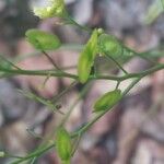 Biscutella laevigata Fruit