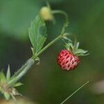 Fragaria vesca Fruit