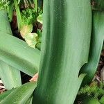 Haemanthus coccineus पत्ता