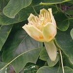 Liriodendron tulipifera Flower