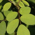 Indigofera hirsuta Liść