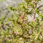 Salsola kali Leaf