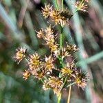 Juncus acutiflorus ഫലം