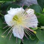 Capparis spinosa Квітка