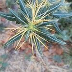 Xanthium spinosum Flor